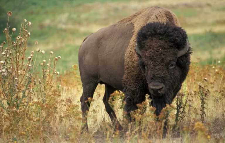 Bison In Yellowstone Park