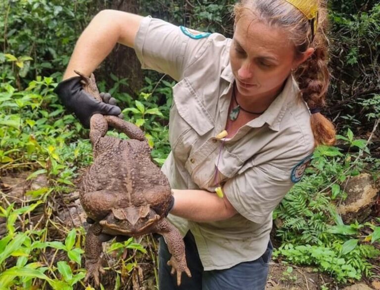 Cane Toad