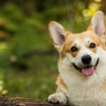 Corgi Dog