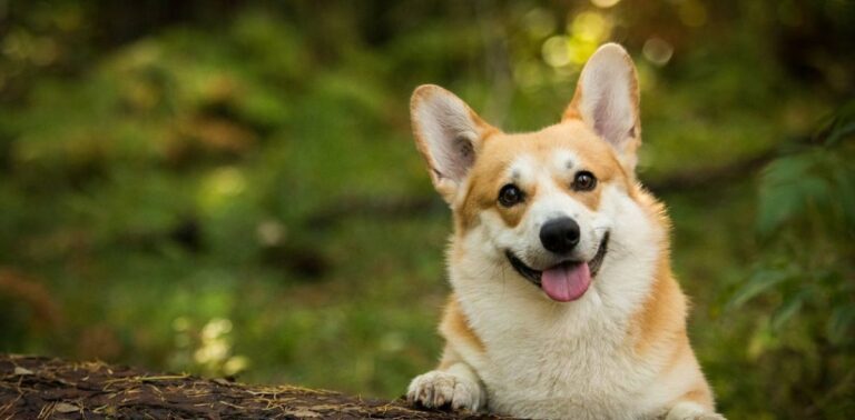 Corgi Dog