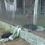 Dog Takes Its Blanket Outside