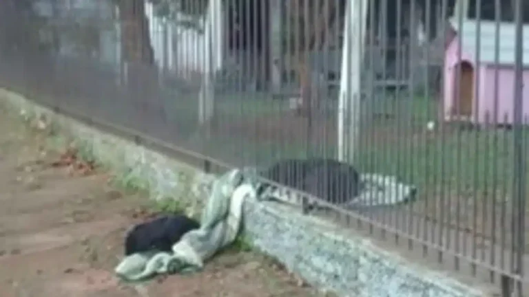 Dog Takes Its Blanket Outside