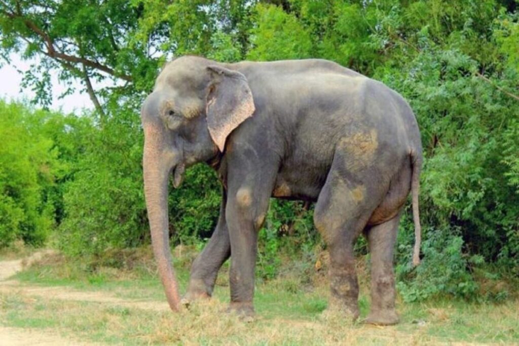 Elephant