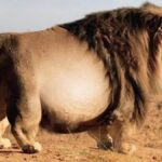 Giant Lion