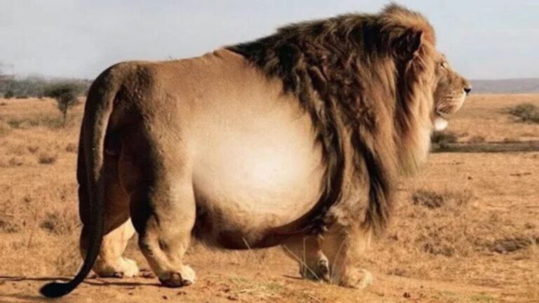 Giant Lion