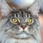 Maine Coon_1