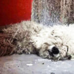 Stray Poodle Refuses Rescuers_1