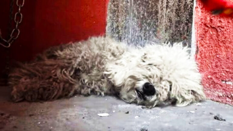 Stray Poodle Refuses Rescuers_1