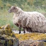 The 'Most Isolated Sheep