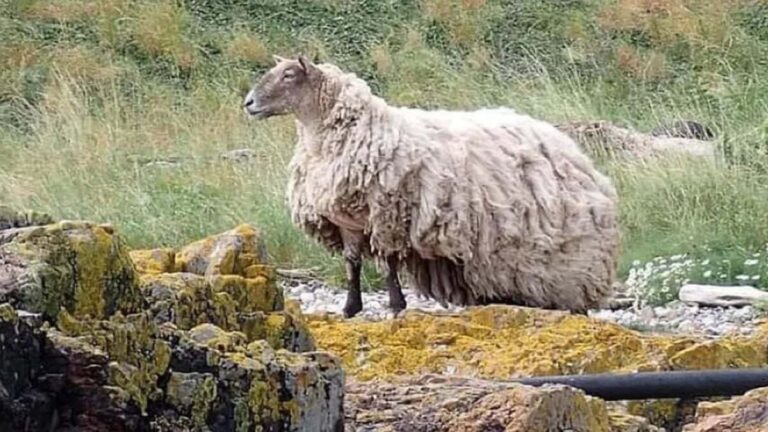 The 'Most Isolated Sheep