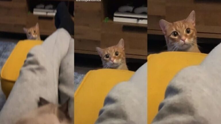 cat reactions_1