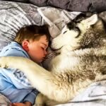 dog sleep with young boy