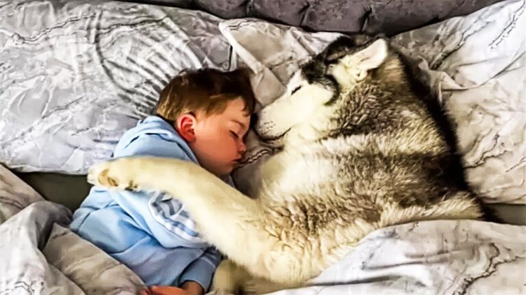 dog sleep with young boy