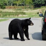 hatfield bear