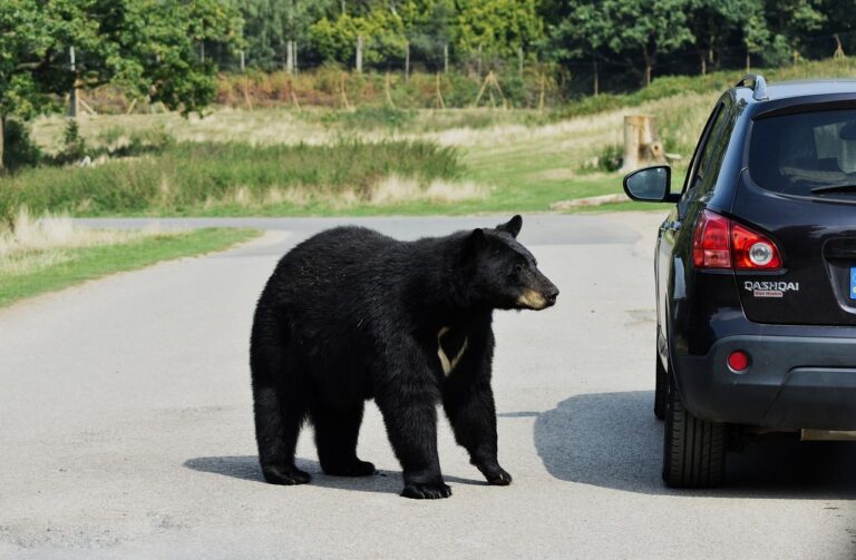 hatfield bear