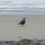 rare blue rock thrush on beach