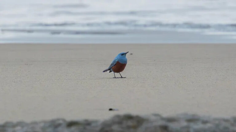 rare blue rock thrush on beach