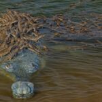 Photo of 100 Baby Crocodiles