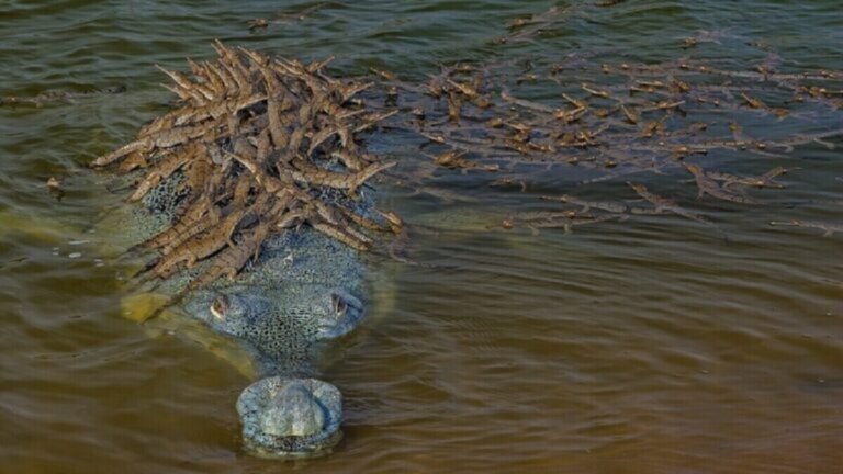 Photo of 100 Baby Crocodiles