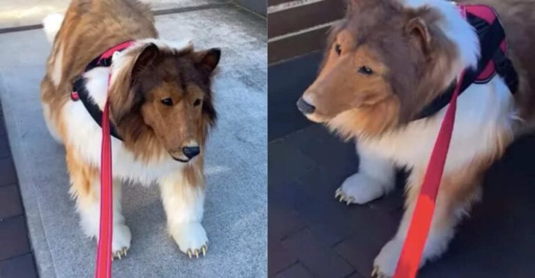 Man Spends $14,000 to Become a Dog