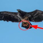 Photographer Captures an Eagle