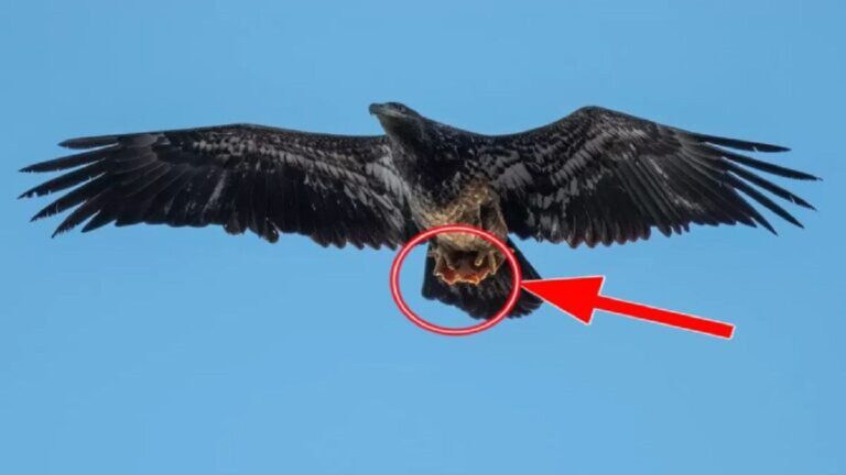 Photographer Captures an Eagle