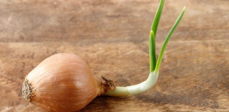 Sprouted Onion