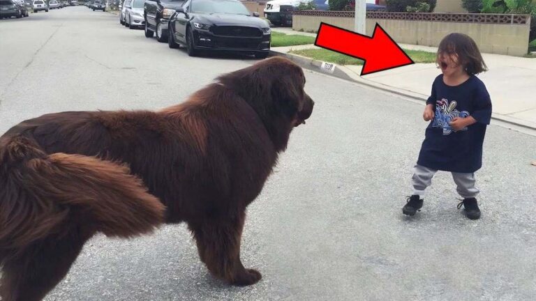 A Child Meets a Dog on the Street