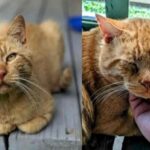 A stray cat escapes from its foster home