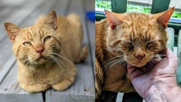 A stray cat escapes from its foster home