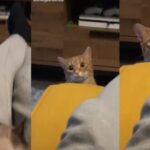 Cat's Viral Video