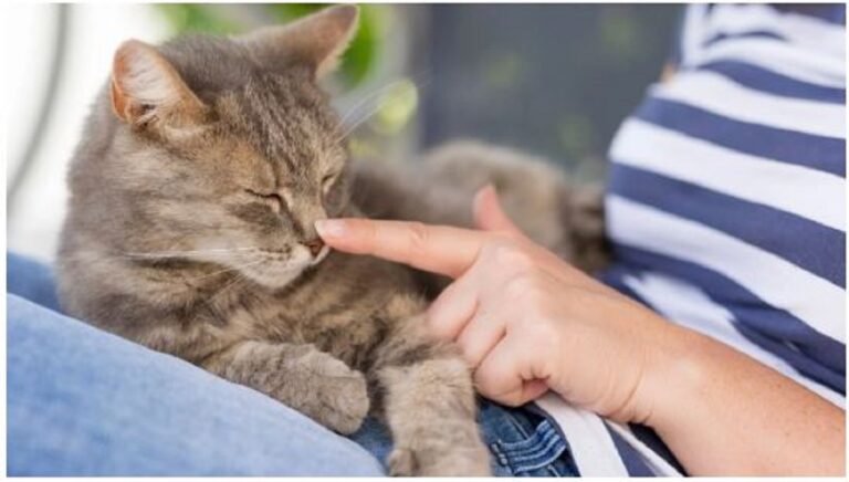 How Long It Takes for a Cat to Forget Someone