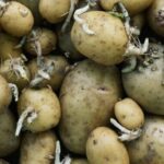 How to store potatoes to stop them from sprouting ?