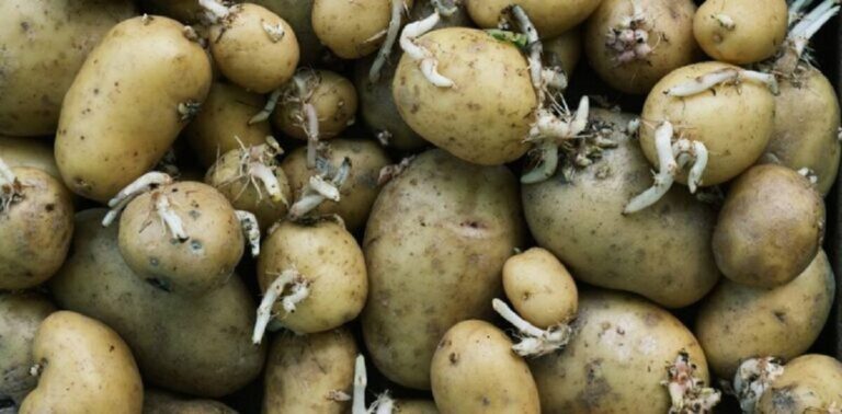 How to store potatoes to stop them from sprouting ?