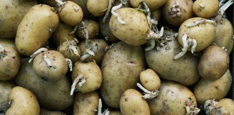 Prevent Your Potatoes from Sprouting