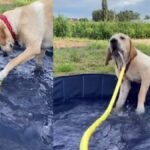 This Dog Enjoys Playing in the Pool