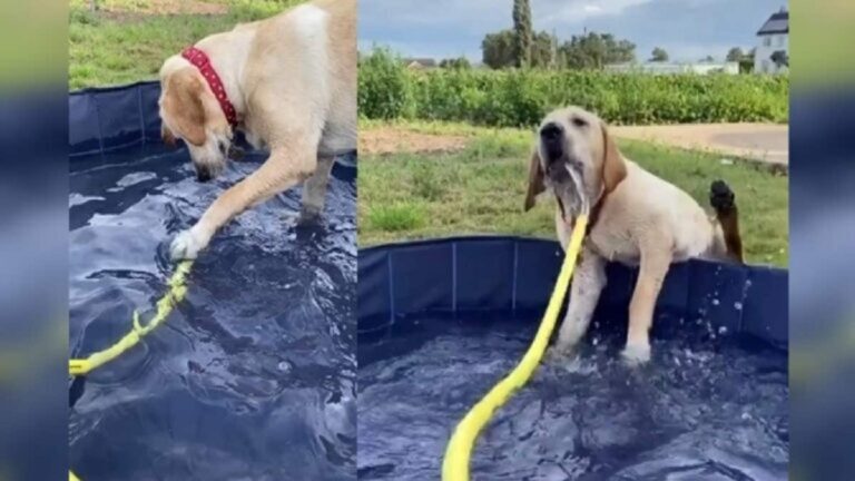 This Dog Enjoys Playing in the Pool