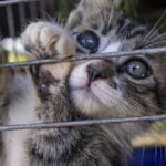 Cat Soup Restaurant Shuts Down After Serving 300 Cats Monthly