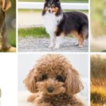 The 6 Most Obedient Dog Breeds