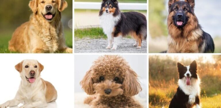 The 6 Most Obedient Dog Breeds