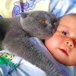 Their Cat Won't Leave Their Baby Alone