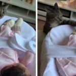 This Cat Sees a Baby for the First Time