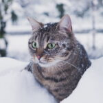 At What Temperature Does Your Cat Start Feeling Cold