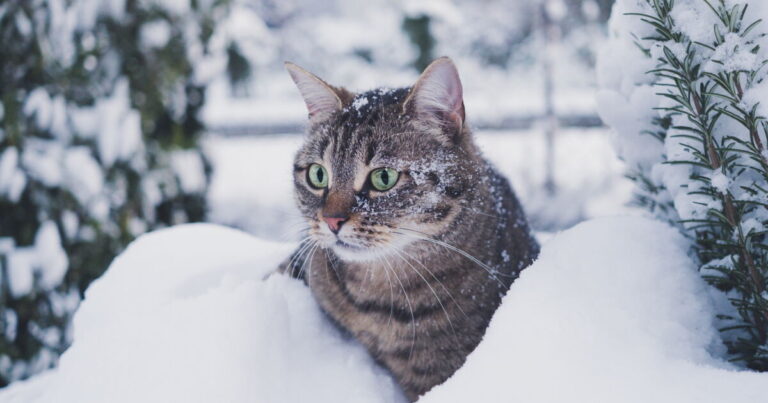 At What Temperature Does Your Cat Start Feeling Cold