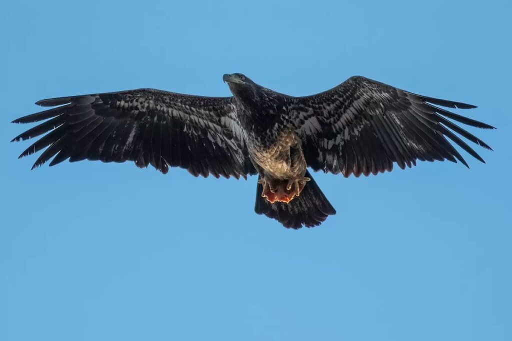 Bald Eagle Snags Unexpected Snack in Viral Photo