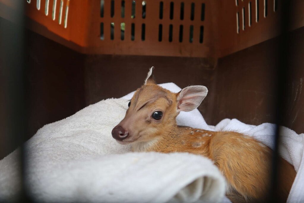 Confused baby found barking