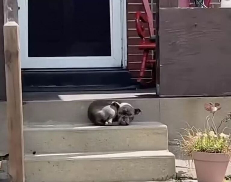 Family finds a random puppy on their porch