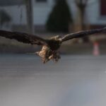 Guy snaps photos of a bald eagle