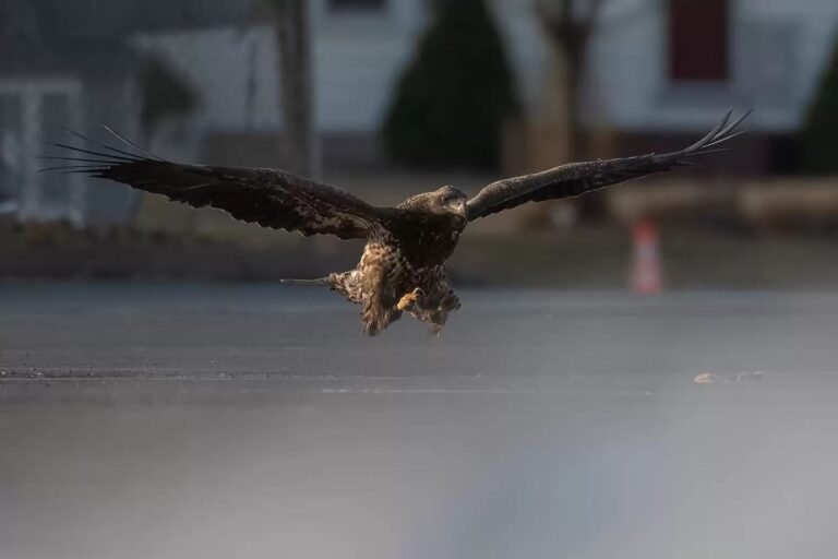 Guy snaps photos of a bald eagle