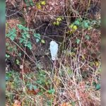 Kids walking home spot a white blob in the woods